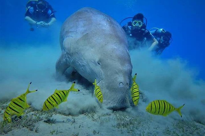 Abu Dabbab National Park Day Trip with Snorkeling & Lunch