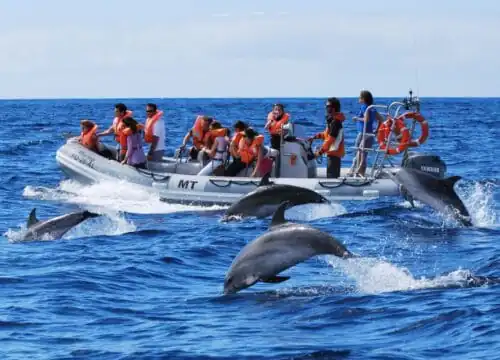 Private 4-Hour Speed Boat Trip in Hurghada | Swim with Dolphins & Snorkeling
