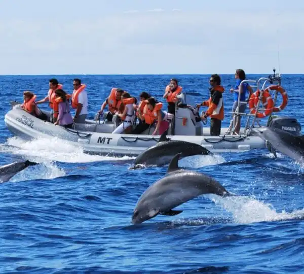Private 4-Hour Speed Boat Trip in Hurghada | Swim with Dolphins & Snorkeling