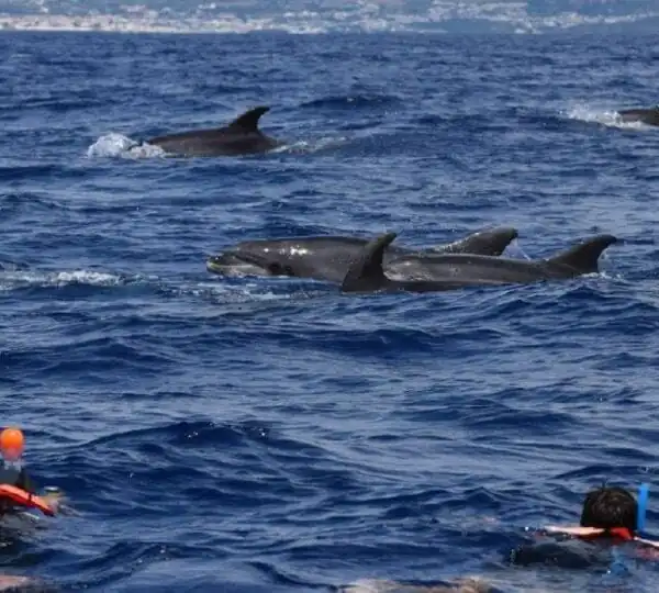 Dolphin House Hurghada Snorkeling Trip
