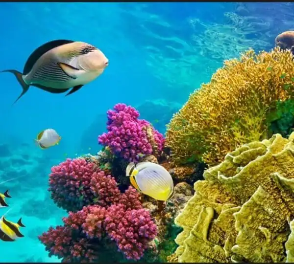 Sharm El Naga Snorkeling Tour: Swim with Turtles & Lunch Included
