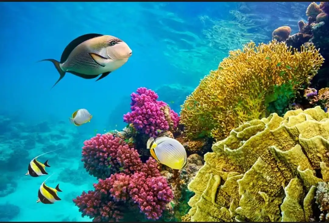 Sharm El Naga Snorkeling Tour: Swim with Turtles & Lunch Included