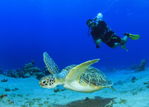 Scuba Diving Hurghada_ 2 Stops Dive With Equipments & Lunch