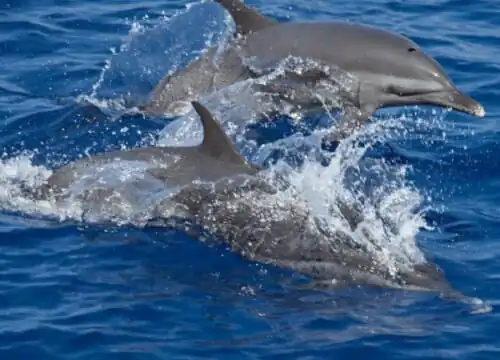 Full-Day VIP Boat Trip with Dolphin Swimming & Snorkeling in the Red Sea