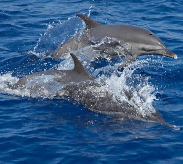 Full Day Experience swimming with dolphins & Snorkeling in Red Sea