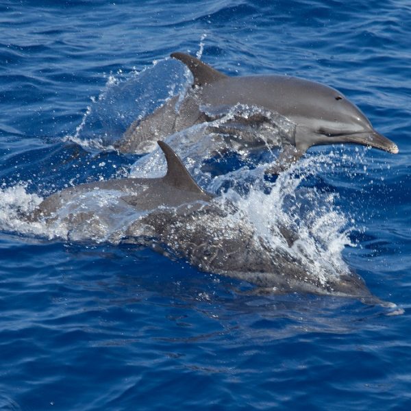 Full Day Experience swimming with dolphins & Snorkeling in Red Sea