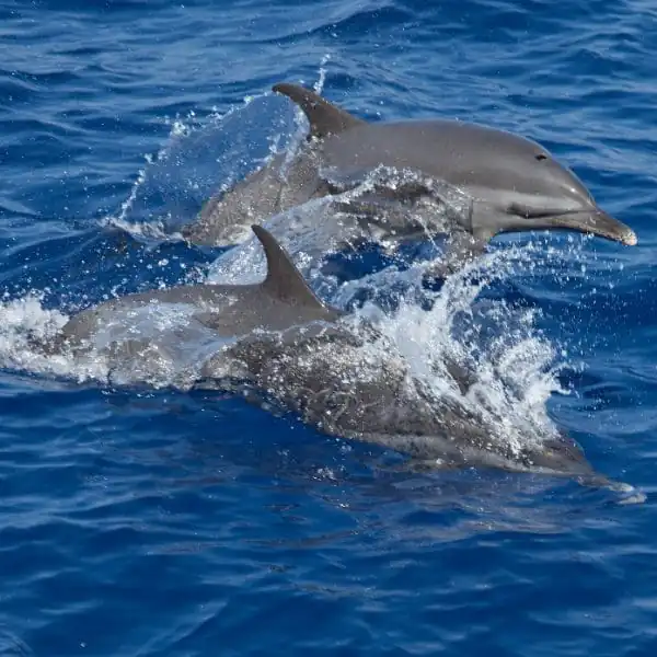Full-Day VIP Boat Trip with Dolphin Swimming & Snorkeling in the Red Sea