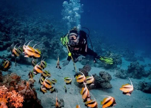 Diving in Ras Mohammed National Park-Sharm El Sheikh