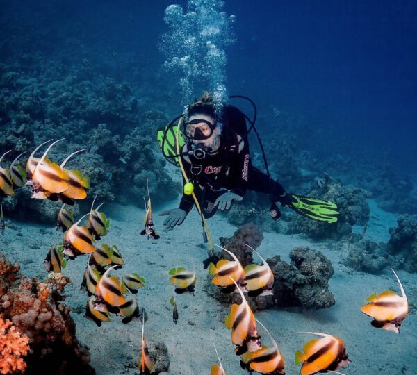 Diving in Ras Mohammed National Park-Sharm El Sheikh