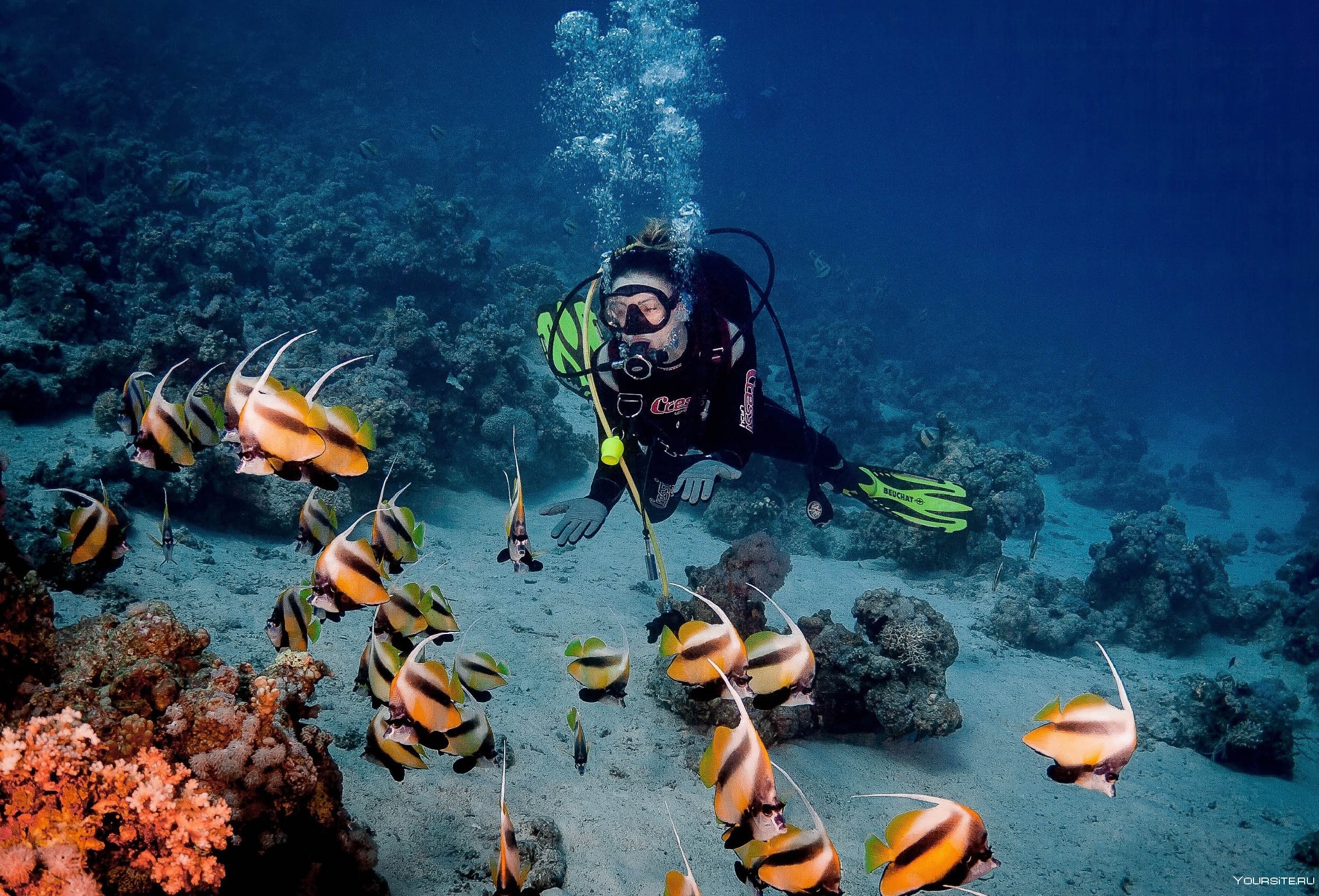 Diving in Ras Mohammed National Park-Sharm El Sheikh