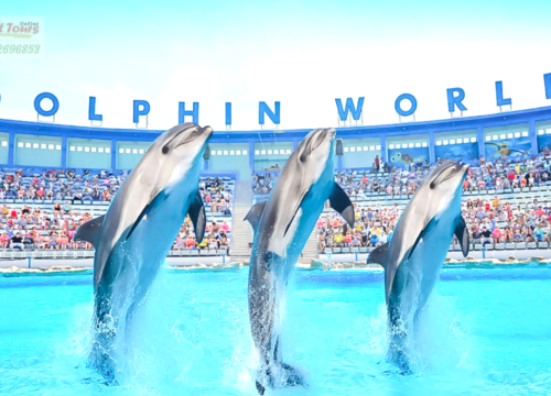 Dolphin Show in Hurghada with Hotel Transfer