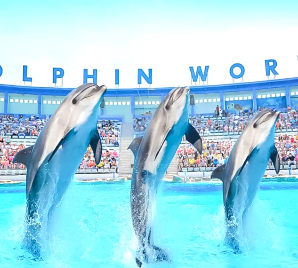Hurghada Dolphin Show Tickets & Hotel Transfer