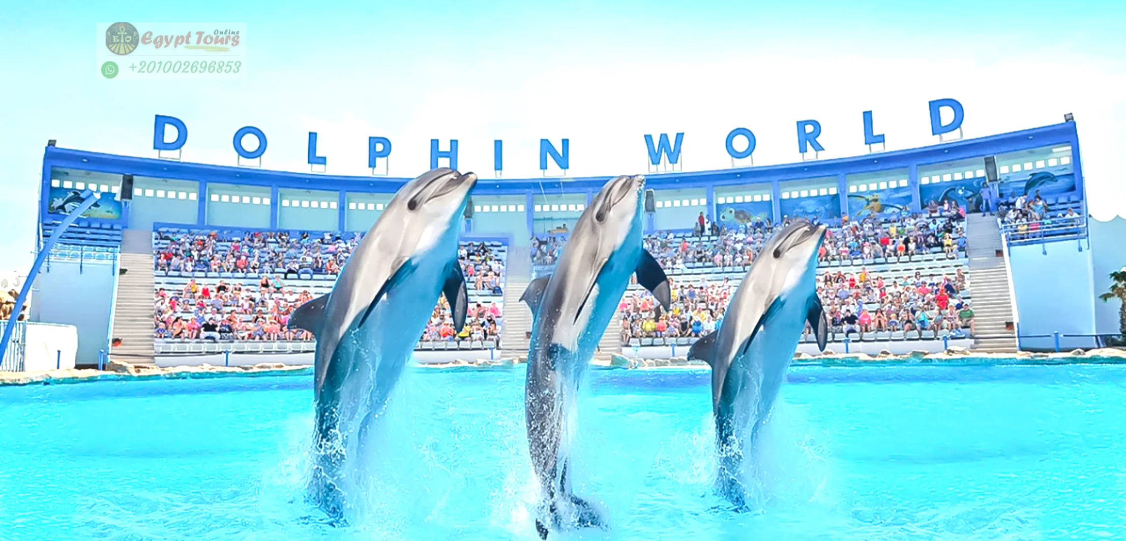 Hurghada Dolphin Show Tickets & Hotel Transfer