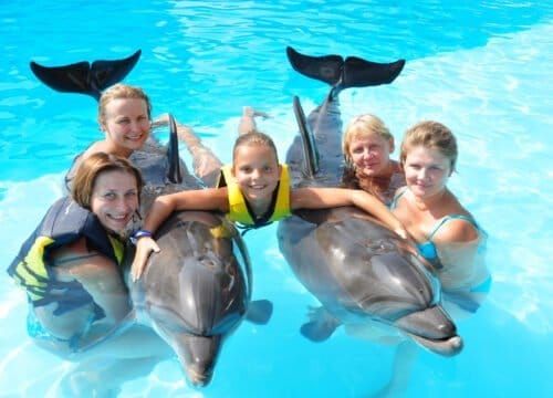 Swim with Dolphins in Sharm El Sheikh