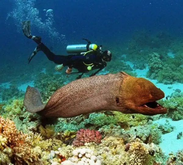 Hurghada & Sharm El Sheikh Tours