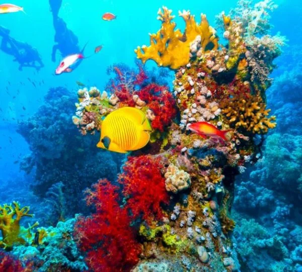 Egypt Tours