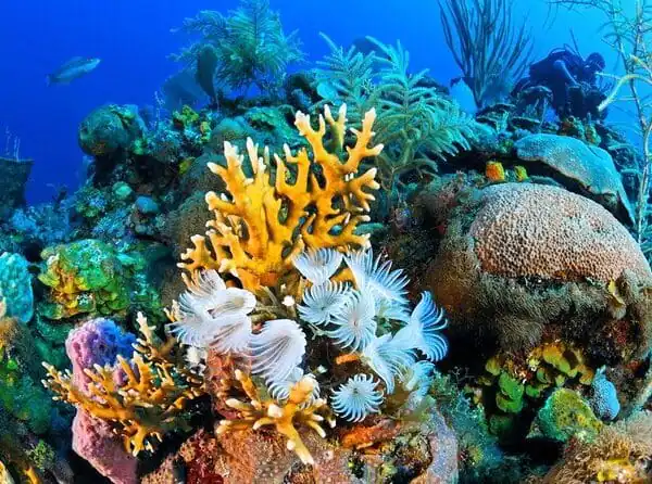 Ras Mohammed National Park Bus Tour from Sharm El Sheikh Ras Mohammed National Park Bus Tour from Sharm El Sheikh