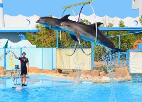 Dolphin Show in Sharm El Sheikh