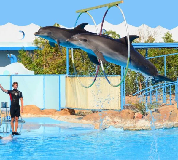 Dolphin Show in Sharm El Sheikh