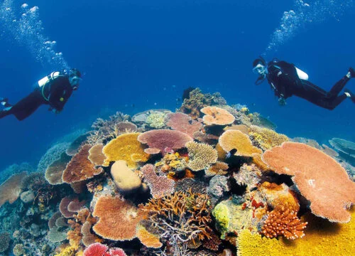 Diving Trip-Near Tiran Island- Sharm El Sheikh