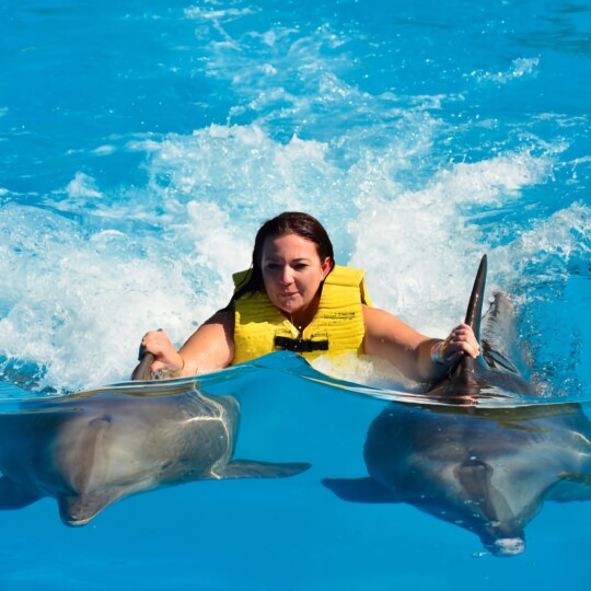 Swimming-with Dolphins Hurghada