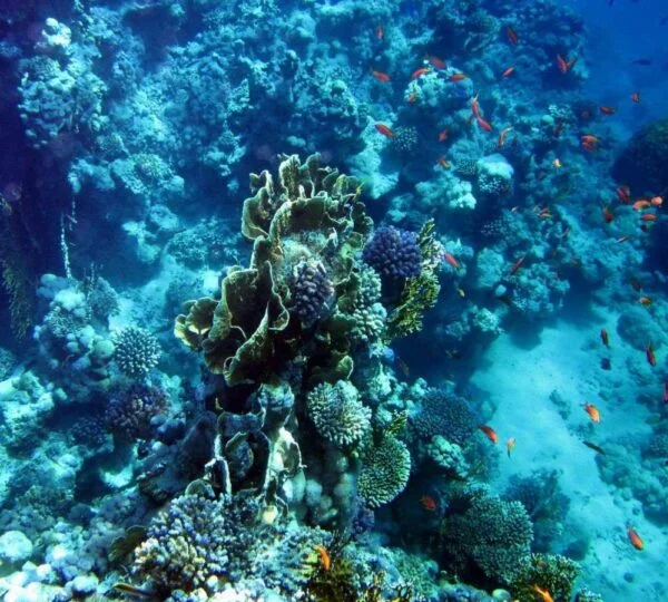 Egypt Tours
