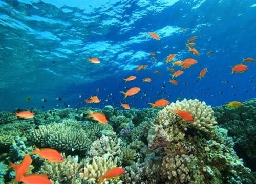 5 in 1 tour: Canyon + Blue Hole + Camel Ride + Moto Safari + Dahab from Sharm El Sheikh.
