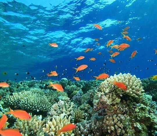5 in 1 tour: Canyon + Blue Hole + Camel Ride + Moto Safari + Dahab from Sharm El Sheikh.