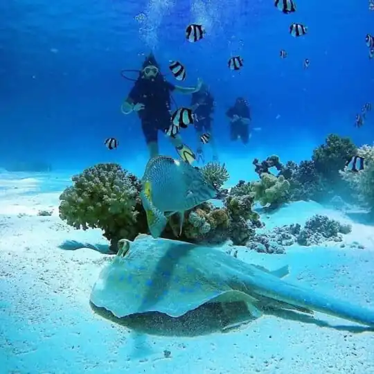 Scuba Diving in Hurghada