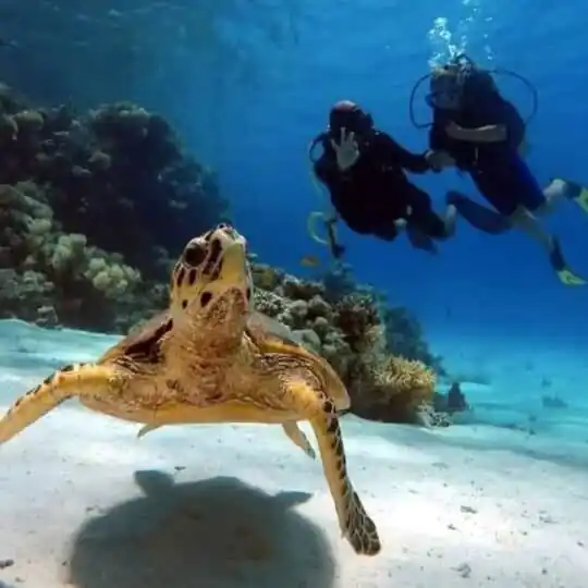 Diving And Fun In Sharm El Sheikh